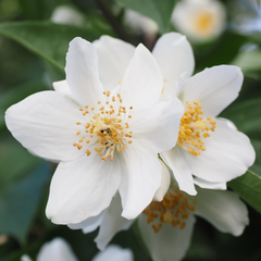 Jasmine (Mogra)