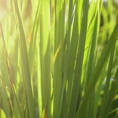 Lemongrass